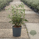 Buddleja d. 'Empire Blue' 30-40 cm 6,5L