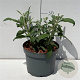 Buddleja d. 'Pink Delight' 30-40 cm 3,5L