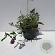 Buddleja d. 'Royal Red' 30-40 cm 3,5L