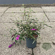 Buddleja d. 'Royal Red' 30-40 cm 6,5L
