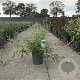 Buddleja d. 'White Profusion' 30-40 cm 6,5L
