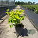 Physocarpus opulif. 'Dart's Gold' 50-60 cm 6,5L