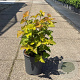 Physocarpus opulif. Magic Ball 50-60 cm 6,5L