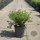 Potentilla f. 'Goldfinger' 40-50 cm 6,5L