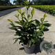 Prunus l. 'Novita' 60-80 cm 5,0L
