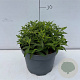 Spiraea jap. 'Albiflora' 20-30 cm 3,5L