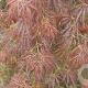 Acer pal. 'Dissectum Rubrifolium' 175-200 cm cont. 180L