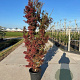 Acer pal. 'Jerre Schwartz' 125-150 cm 20L