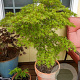 Acer pal. 'Kamagata' 100-125 cm 50L