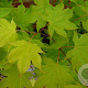 Acer pal. 'Saoshika' 250-300 cm cont. 180L
