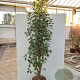 Amelanchier aln. 'Obelisk' 125-150 cm 20L