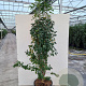 Amelanchier aln. 'Obelisk' 150-175 cm 20L