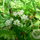 Apium repens GM P9