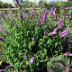 Buddleja d. 'African Queen' GM 2,0L leverbaar