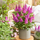 Buddleja d. B. Candy Lila Sweeth. GM 2,0L leverbaar