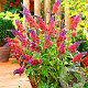 Buddleja weyer. 'Flower Power' GM 2,0L leverbaar