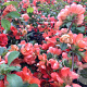 Chaenomeles j. 'Cido Red' 125-150 cm 20L 3 stok