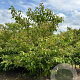 Cornus alternifolia 250-300 cm draadkluit struik 175-200 diameter