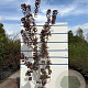 Cotinus cog. 'Royal Purple' 150-175 cm 20L