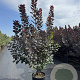 Cotinus cog. 'Royal Purple' 150-175 cm 20L