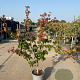 Cornus k. Heart Throb 125-150 cm 20L