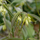 Disporum cantoniense 'Green Giant' GM P9