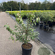 Euonymus alat. 'Compactus' 60-80 cm 10L