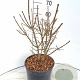 Euonymus alat. 'Compactus' 60-80 cm 10L