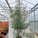 Eucalyptus gunnii France Blue 175-200 cm 20L