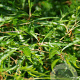 Fagus syl. 'Aspleniifolia' 60-80 cm met kluit