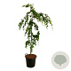 Fagus syl. 'Pendula' 175-200 cm met kluit