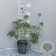 Geranium 'Brookside' GM 2,0L