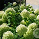 Hydrangea a. Strong Annabelle 80-100 cm 20L