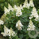 Hydrangea pan. 'Kyushu' GM 3,0L leverbaar