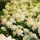 Hydrangea pan. 'Silver Dollar' GM 3,0L leverbaar