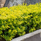 Ligustrum oval. 'Lemon and Lime' 100-125 cm 20L