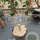 Malus d. 'Schone van Boskoop' GM 50L dubbele u vorm