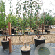 Malus d. 'Schone van Boskoop' GM 50L dubbele u vorm