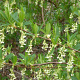 Oemleria cerasiformis 100-125 cm 20L