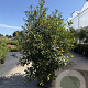 Photinia fraseri 'Red Robin' 175-200 cm 30L
