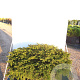 Picea a. 'Nidiformis' 30-40 cm 20L breed