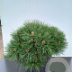 Pinus dens. 'Tamoyosho Compacta' 80-90 cm cont. 80L breed