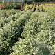 Pittosporum ten. 'Irene Paterson' 50-60 cm 20L