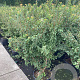 Prunus incisa 'Kojou-no-mai' 80-100 cm 20L