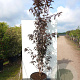 Prunus ser. 'Royal Burgundy' 175-200 cm 35L