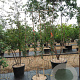 Pyrus c. 'Bon Chrétien Williams' GM 50L dubbele u vorm
