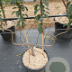 Pyrus c. 'Bon Chrétien Williams' GM 50L dubbele u vorm