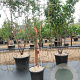 Pyrus c. 'Bon Chrétien Williams' GM 50L dubbele u vorm