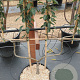 Pyrus c. 'Bon Chrétien Williams' GM 50L dubbele u vorm