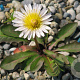 Taraxacum albidum GM P9